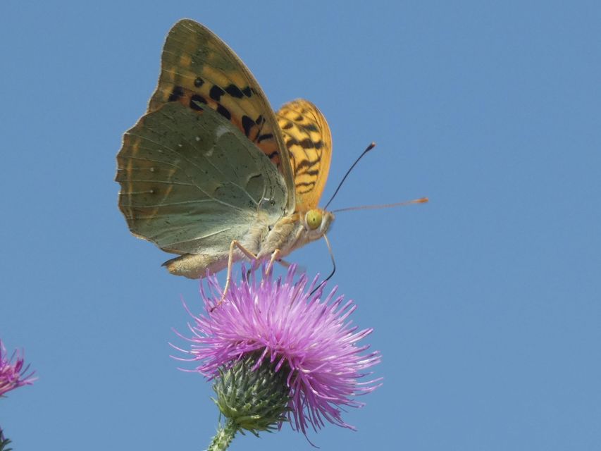 Argynnis pandora - zöldes gyöngyházlepke