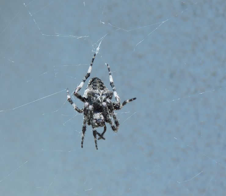 Araneus circe/angulatus