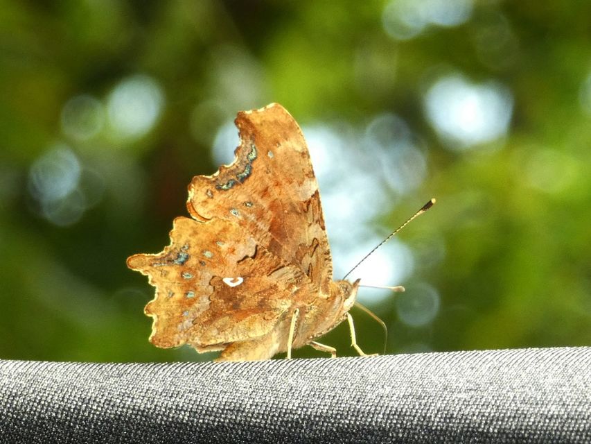 Nymphalis c-album - C-betűs lepke