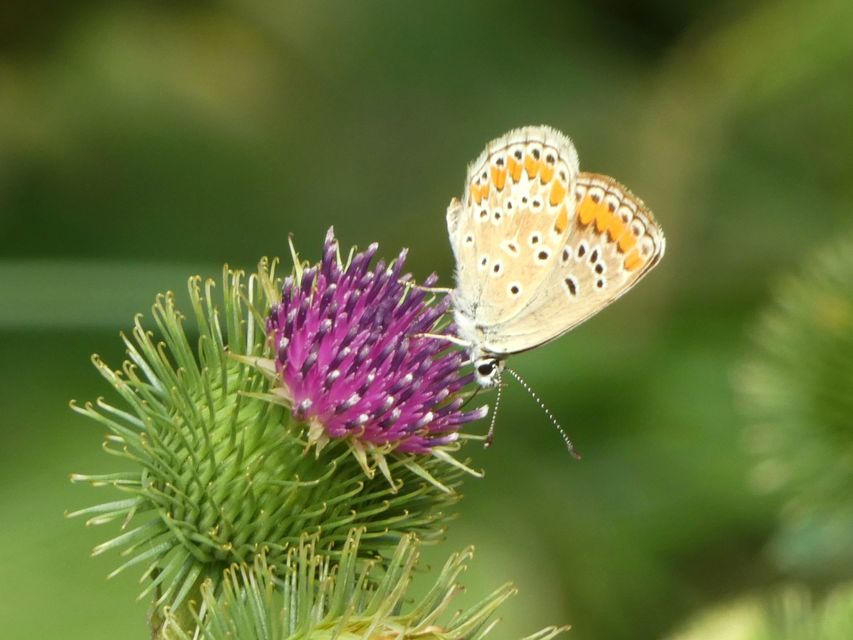 Aricia agestis - szerecsenboglárka
