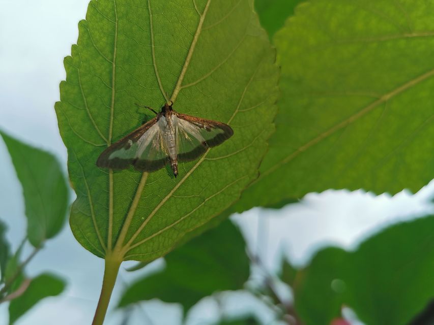 Cydalima perspectalis - puszpáng-tűzmoly