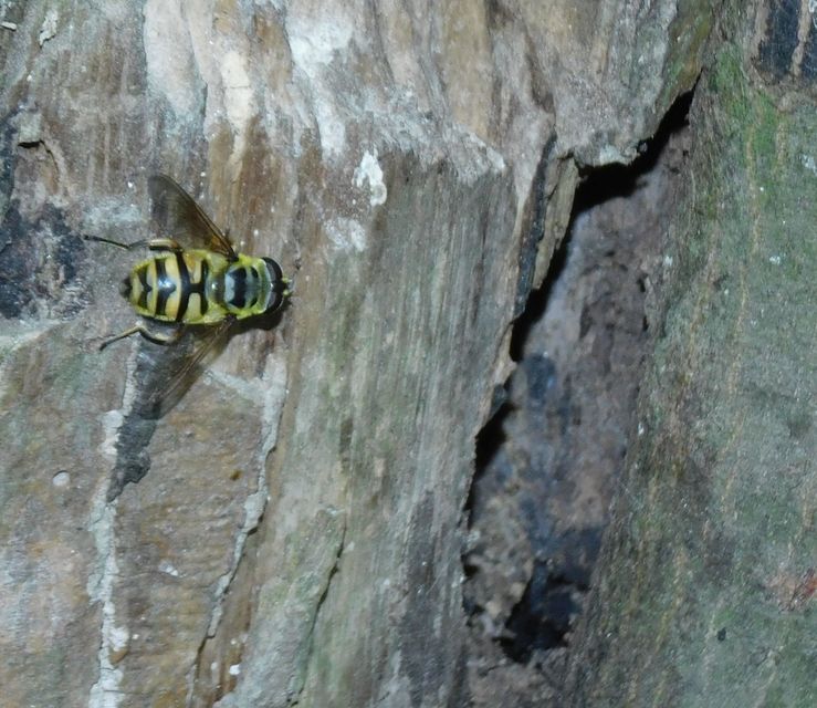 Myathropa florea - halálfejes odúlégy