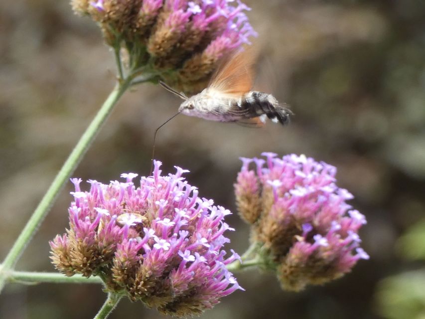 Macroglossum stellatarum - kacsafarkú szender
