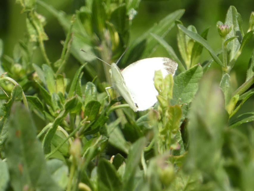 Pieris napi - repcelepke