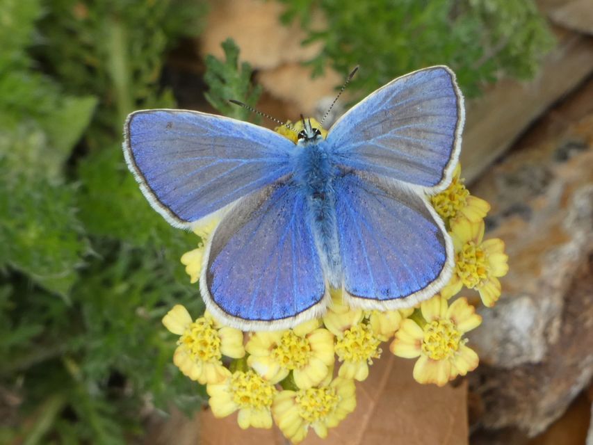 Polyommatus icarus - közönséges boglárka