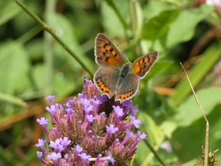 Lycaena phlaeas - közönséges tűzlepke