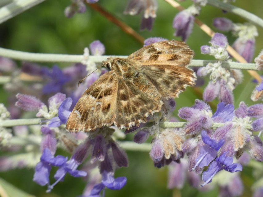 Carcharodus alceae - mályva-busalepke
