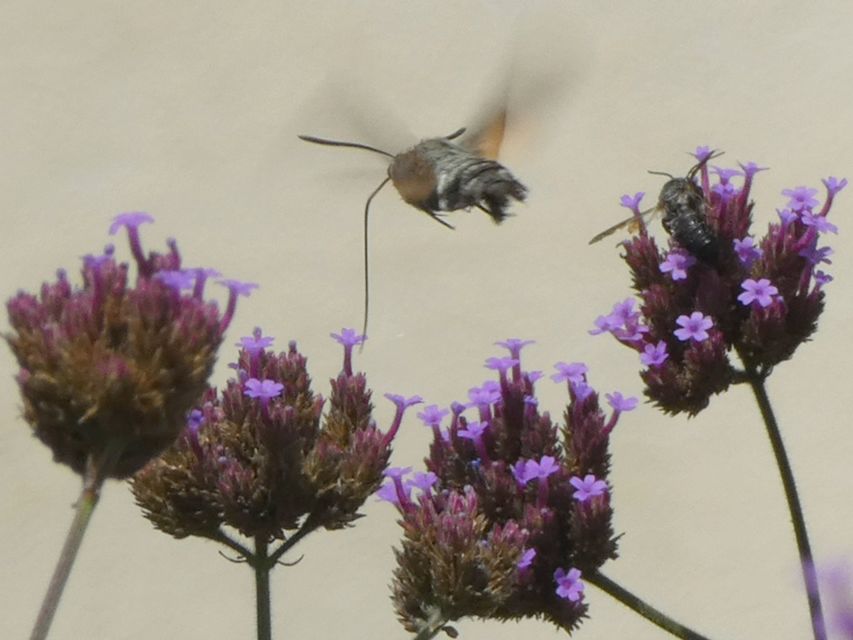 Macroglossum stellatarum - kacsafarkú szender