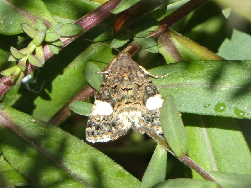Tyta luctuosa - fekete nappalibagoly
