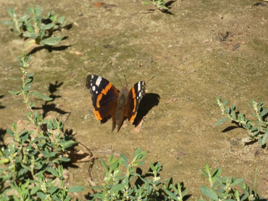 Vanessa atalanta - atalantalepke