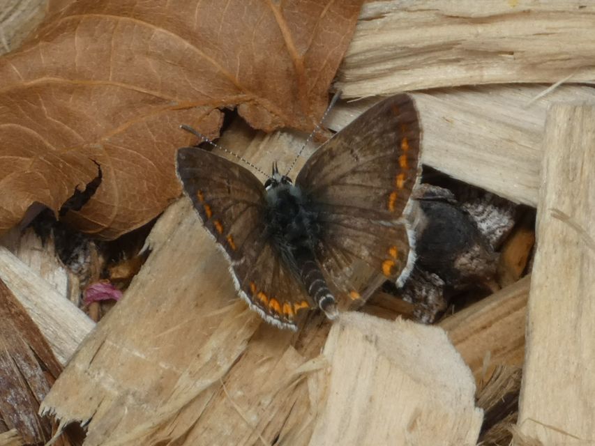 Aricia agestis - szerecsenboglárka