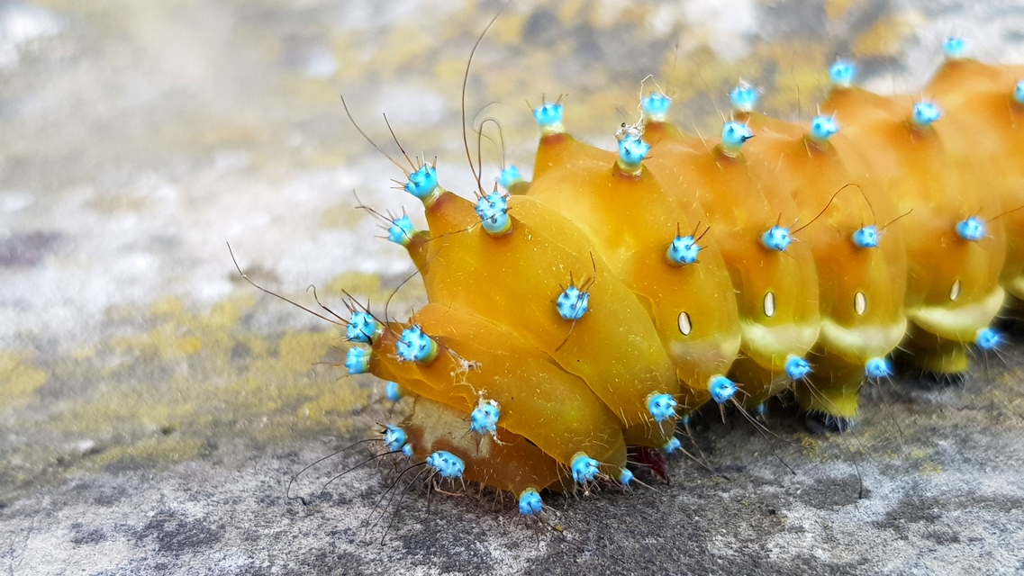 Saturnia pyri - nagy pávaszem