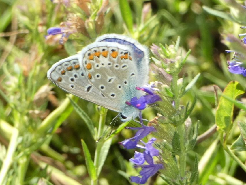 Polyommatus icarus - közönséges boglárka