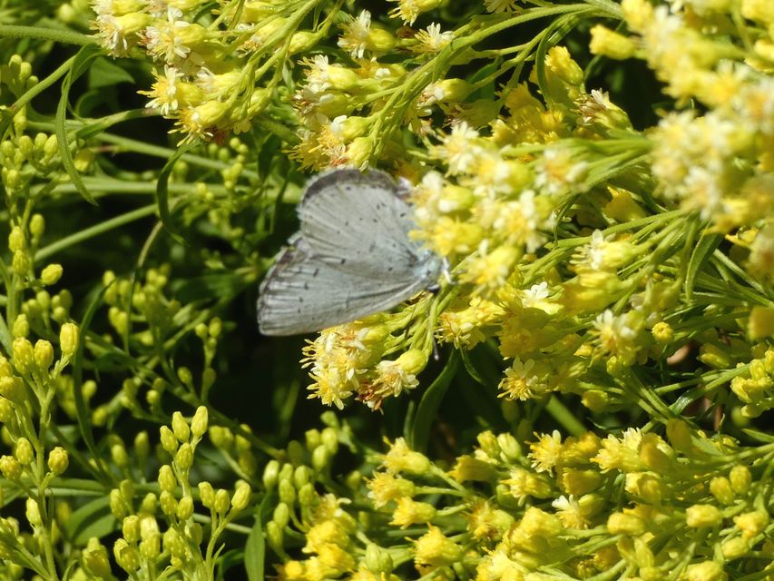 Celastrina argiolus - bengeboglárka