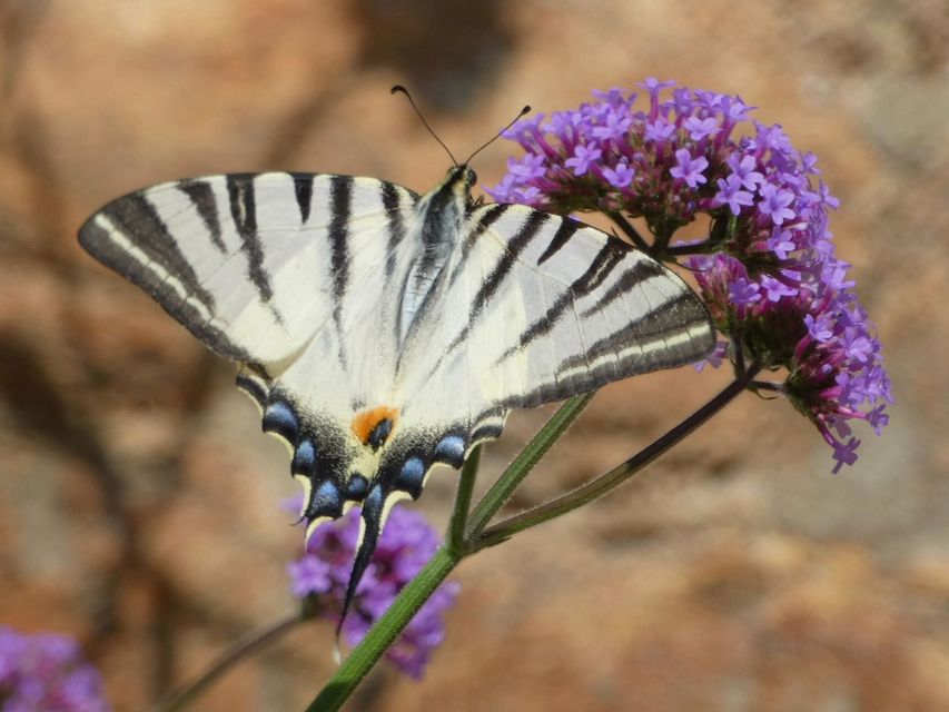 Iphiclides podalirius - kardoslepke