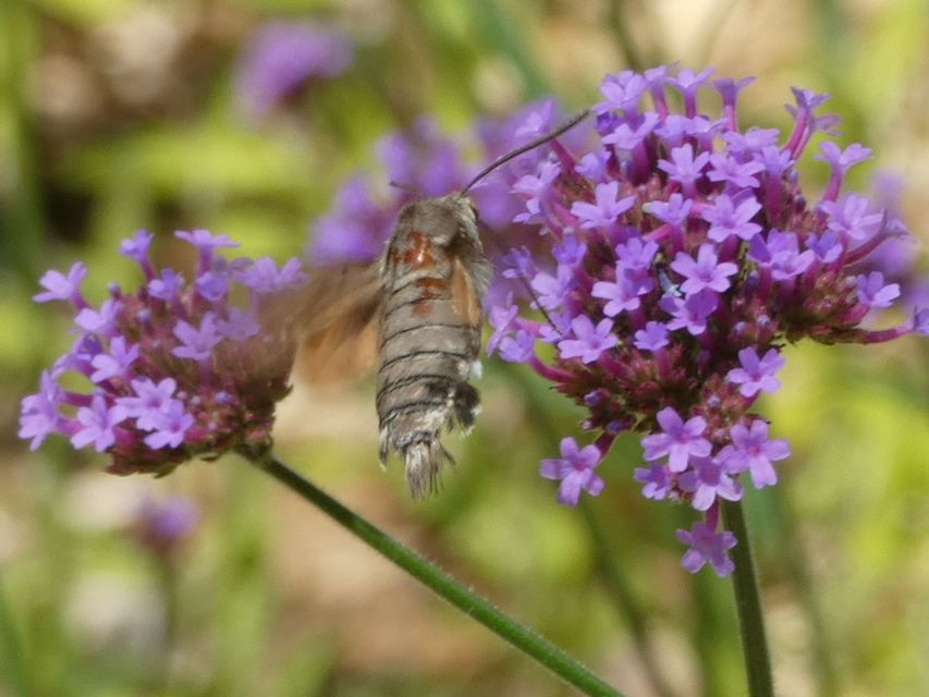 Macroglossum stellatarum - kacsafarkú szender