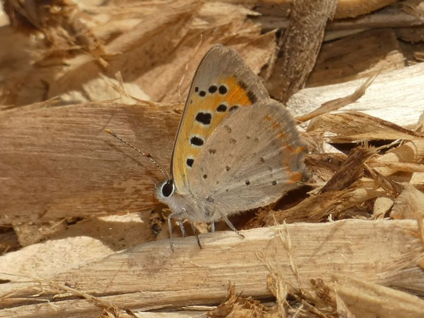 Lycaena phlaeas - közönséges tűzlepke