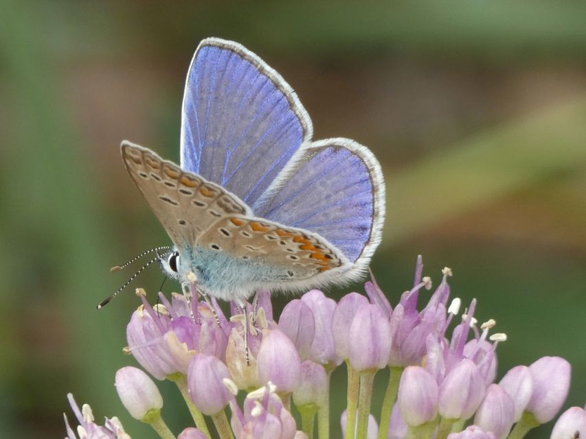 Polyommatus icarus - közönséges boglárka