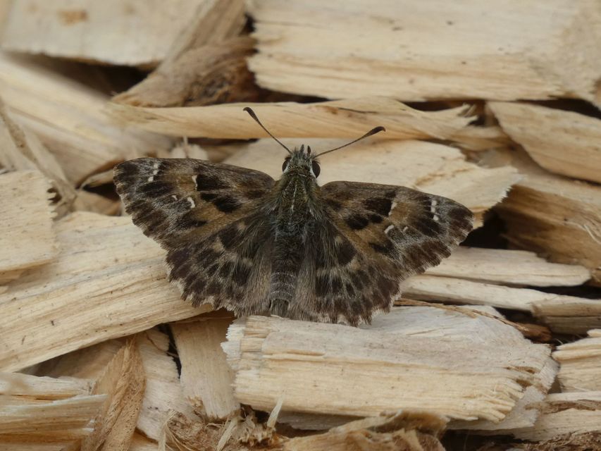 Carcharodus alceae - mályva-busalepke
