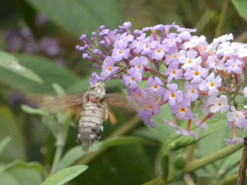 Macroglossum stellatarum - kacsafarkú szender