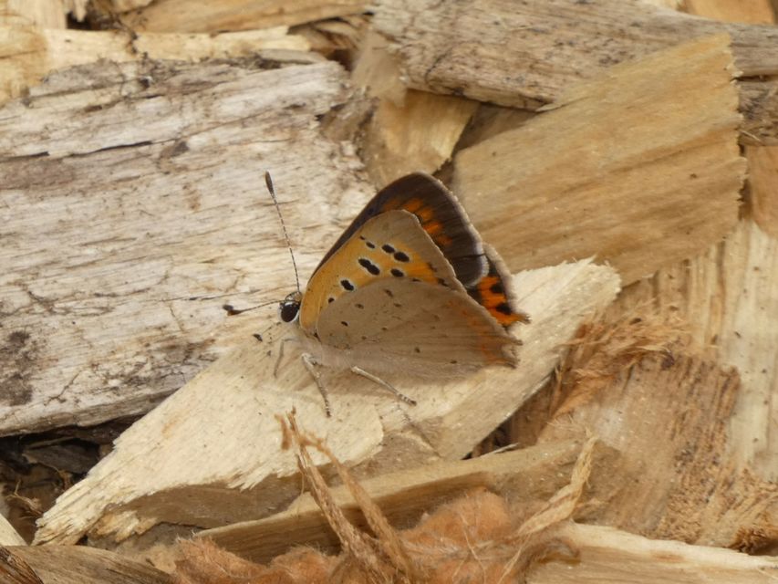 Lycaena phlaeas - közönséges tűzlepke
