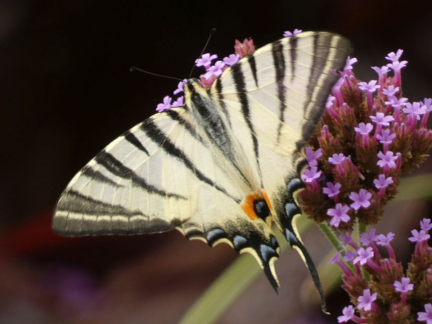 Iphiclides podalirius - kardoslepke
