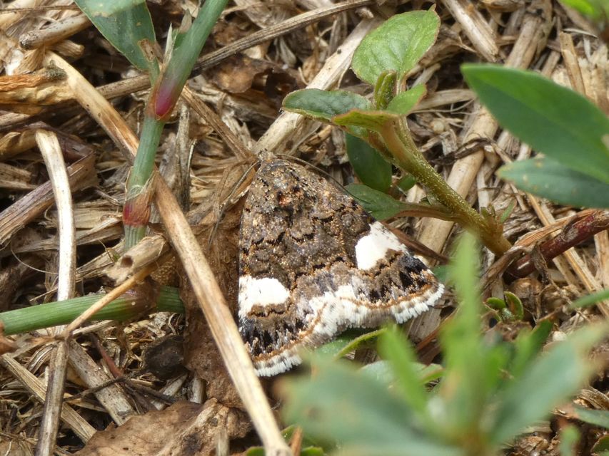 Tyta luctuosa - fekete nappalibagoly