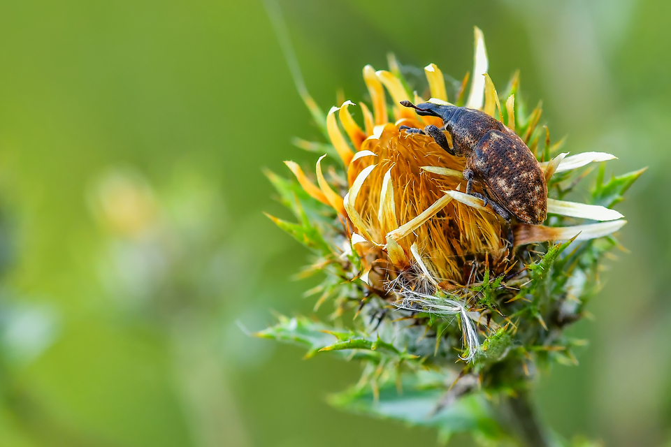 Larinus pollinis - bábakalács-púderbarkó