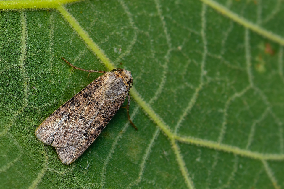 Agrotis segetum - vetési földibagoly
