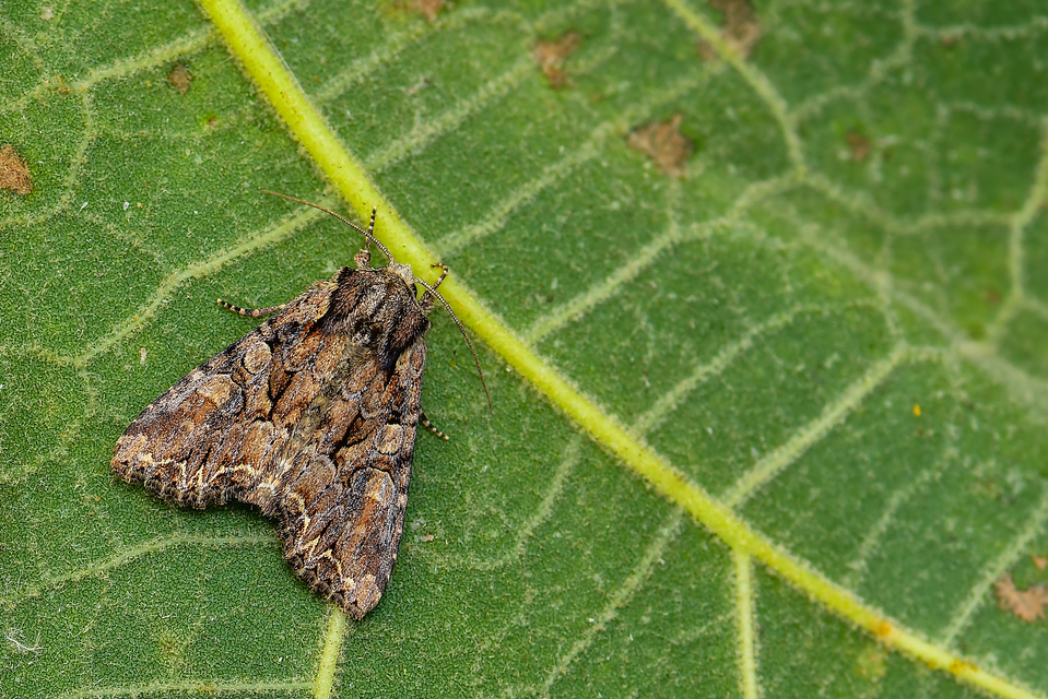 Lacanobia thalassina - borbolya-kertibagoly