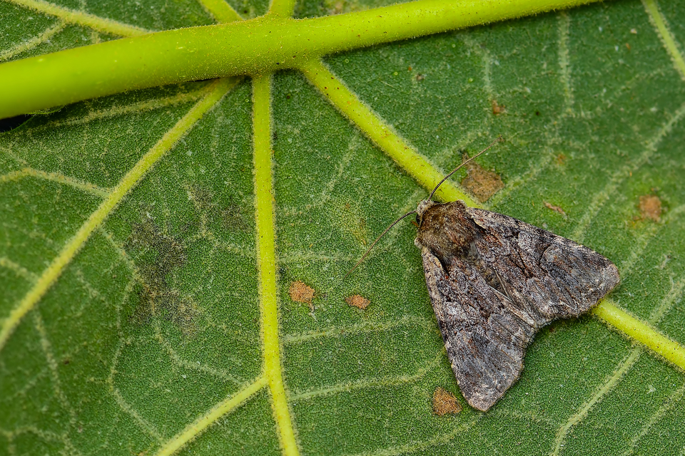 Lacanobia thalassina - borbolya-kertibagoly