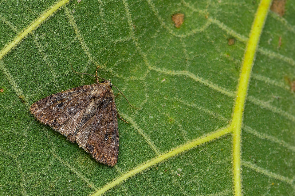 Mesapamea secalella/secalis