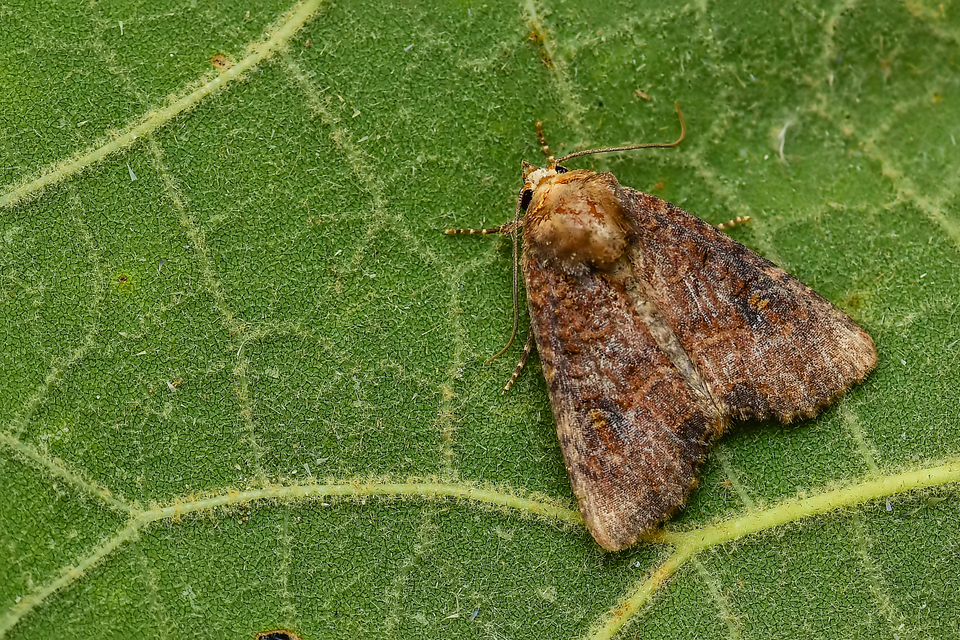 Mesapamea secalella/secalis