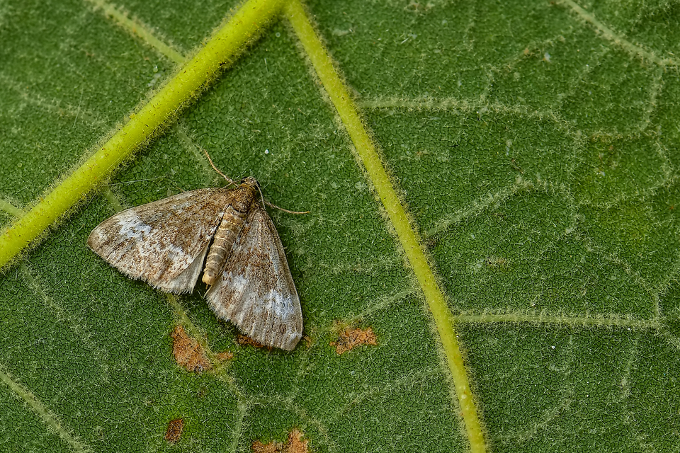Perizoma alchemillata - árvacsalán-araszoló
