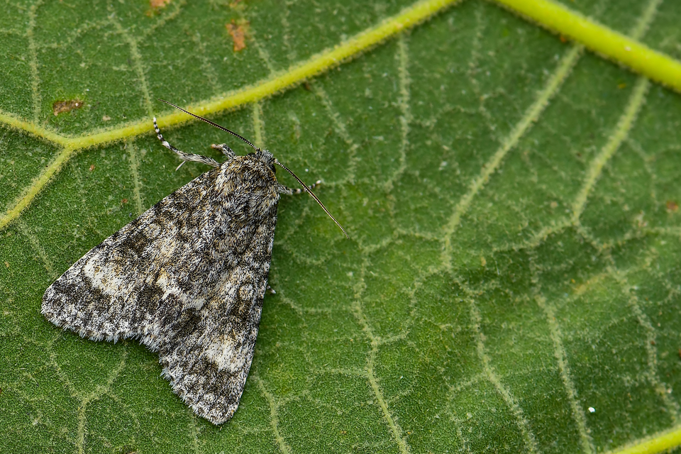 Acronicta megacephala - nagyfejű szigonyosbagoly