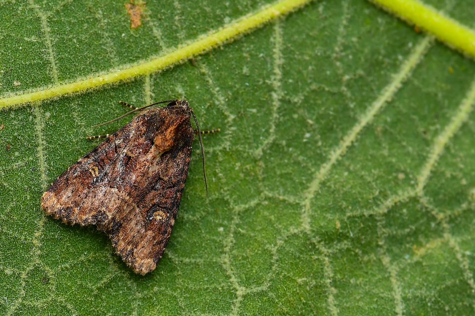 Mesapamea secalella/secalis