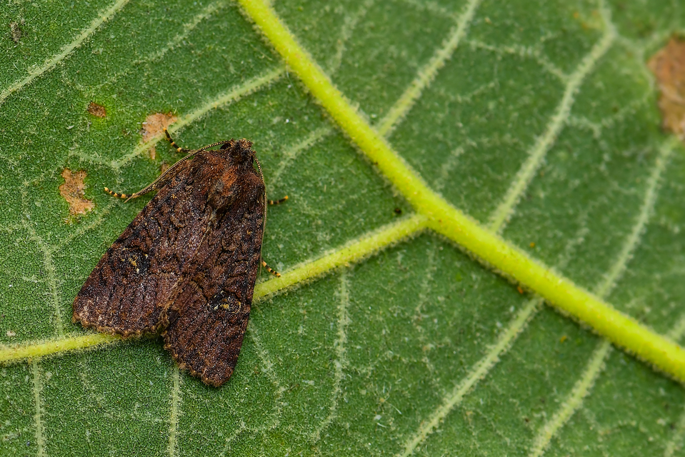 Mesapamea secalella/secalis
