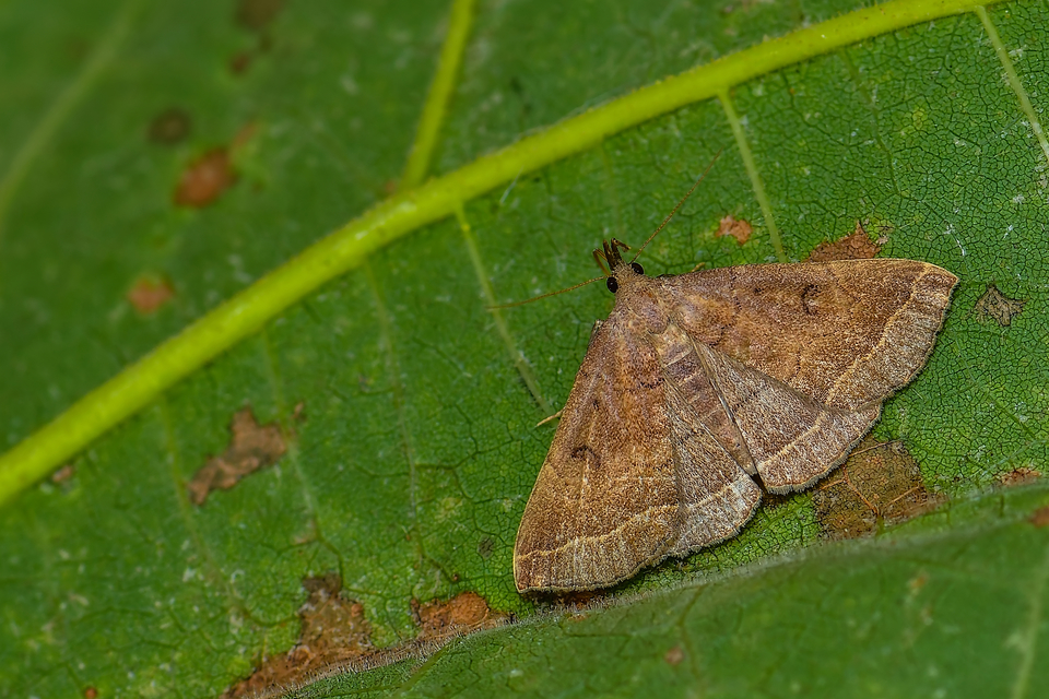 Pechipogo plumigeralis - tollascsápú karcsúbagoly