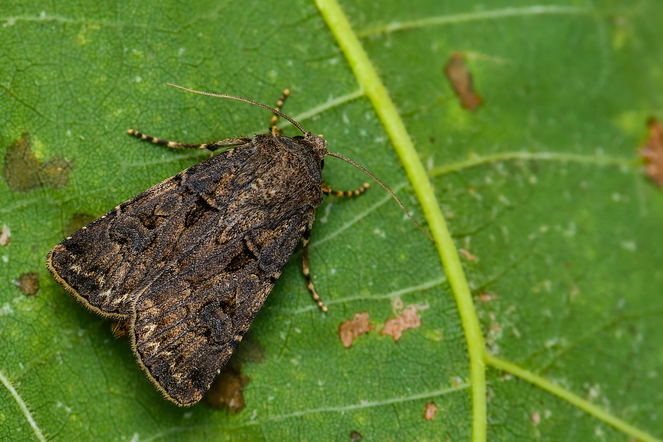 Agrotis bigramma - kétjegyű földibagoly