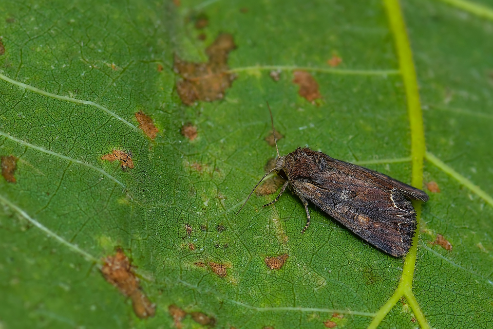 Lacanobia amurensis - homoki kertibagoly