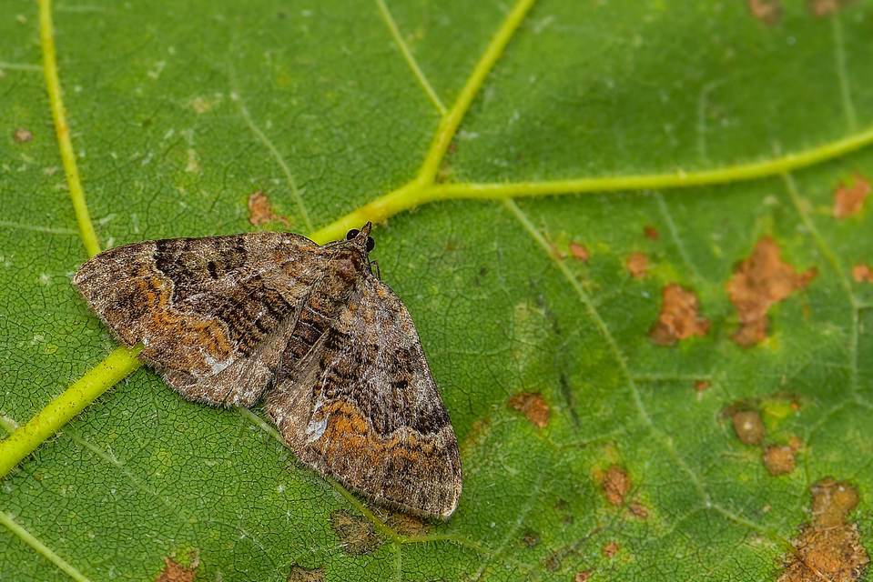 Xanthorhoe quadrifasiata - négysávos tarkaaraszoló