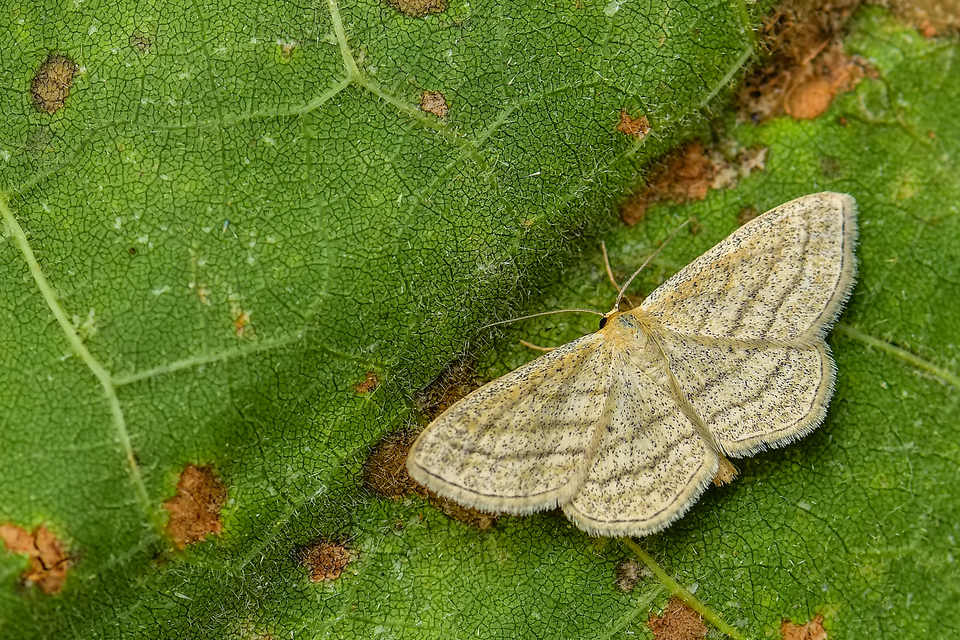 Scopula virgulata - vesszős sávosaraszoló