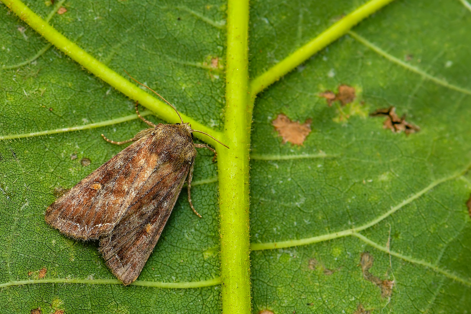 Lacanobia oleracea - saláta-kertibagoly