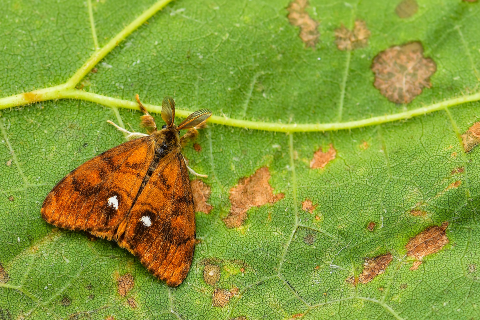 Orgyia antiqua - rozsdabarna kisszövő