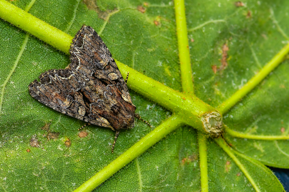 Mesapamea secalella/secalis