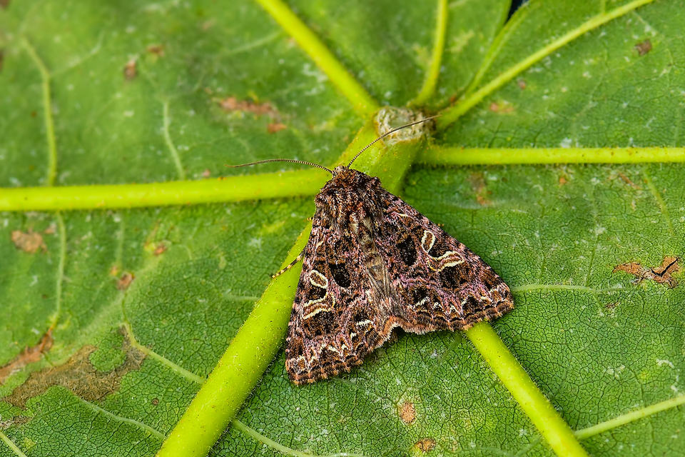 Sideridis rivularis - vörhenyes szegfűbagoly