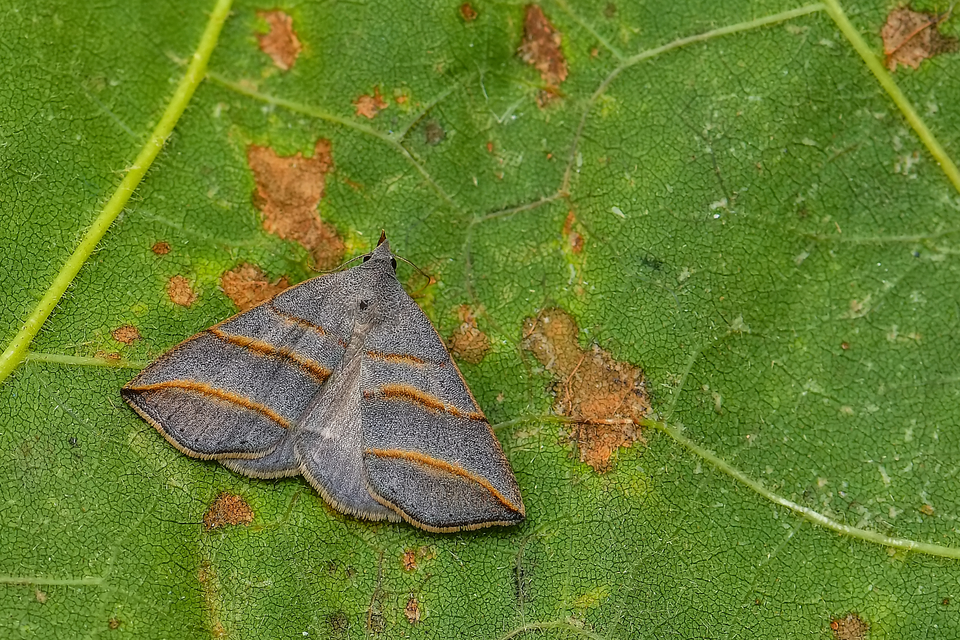 Colobochyla salicalis - háromsávos törpebagoly