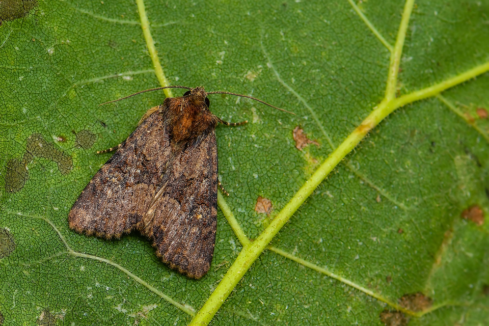 Mesapamea secalella/secalis