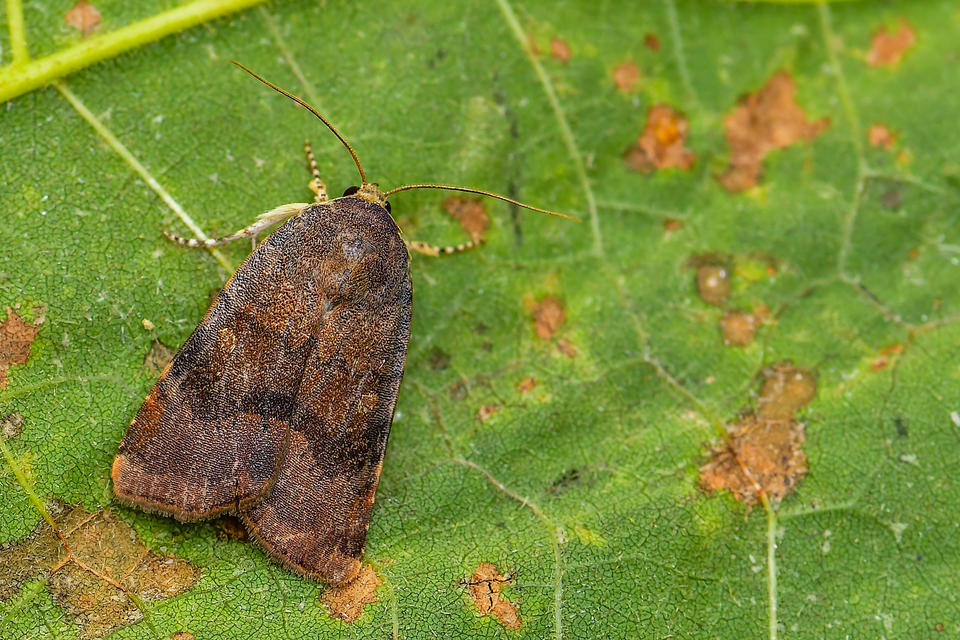 Noctua janthe/janthina