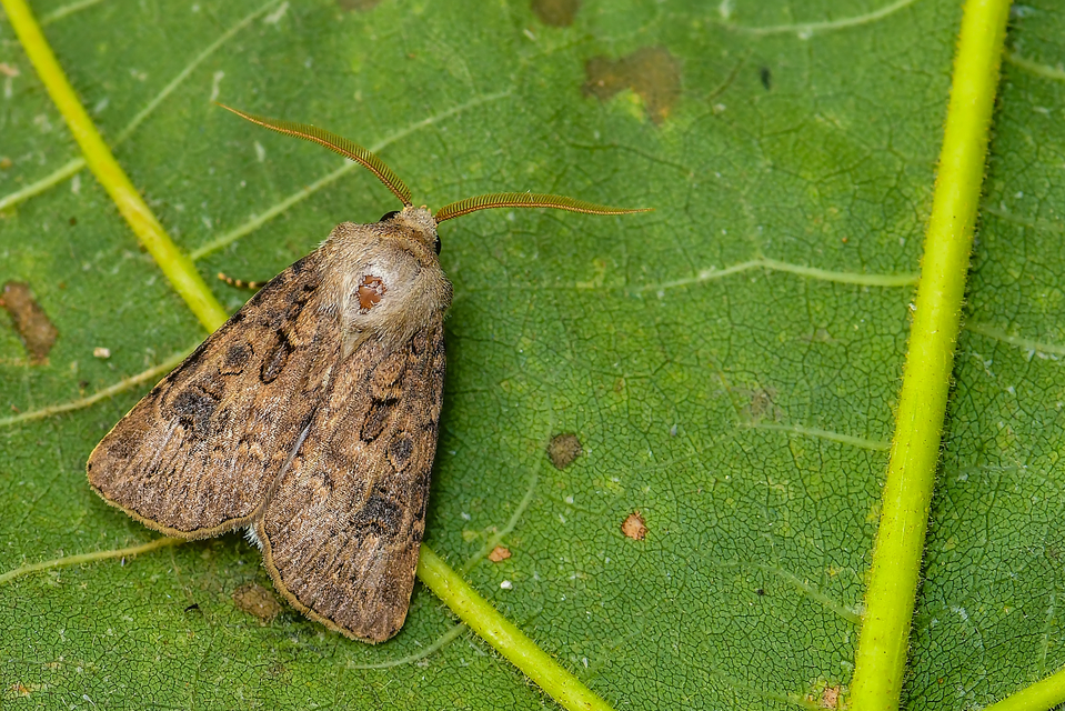 Agrotis bigramma - kétjegyű földibagoly